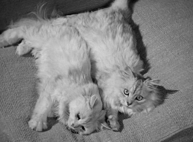 For Heaven's Sake - silver Persian cats Alfred and Lynn on couch