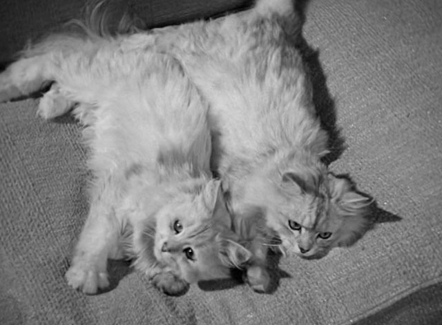 For Heaven's Sake - silver Persian cats Alfred and Lynn on couch