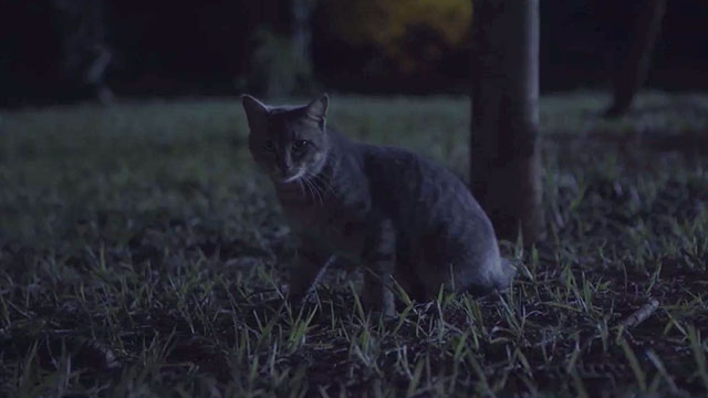 For My Cat Mieze - gray tabby cat in park at night