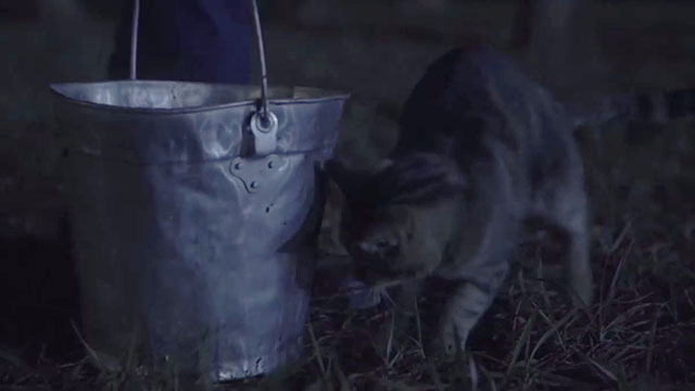 For My Cat Mieze - tabby cat by bucket in park at night
