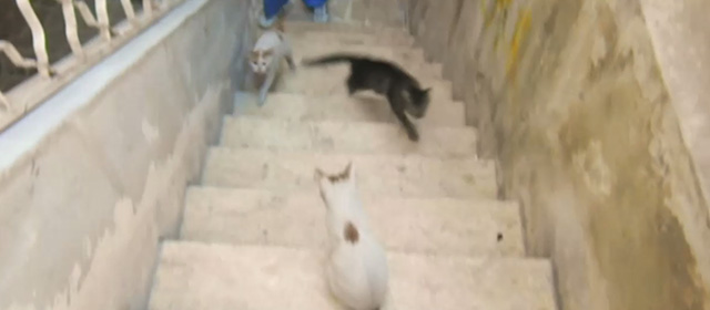 For Sama - two orange and white and one brown tabby cat on stairs