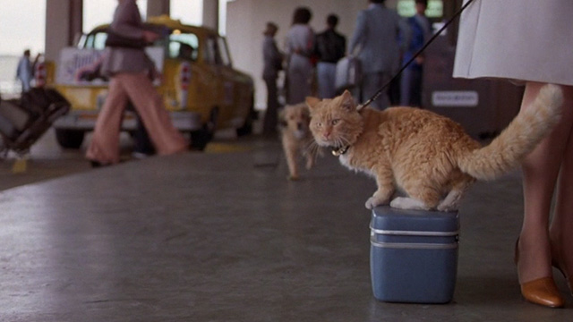 For the Love of Benji - Benji running towards orange tabby cat on leash on bag outside airport