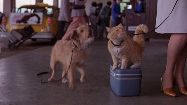 For the Love of Benji - Benji barking at orange tabby cat on leash on bag outside airport