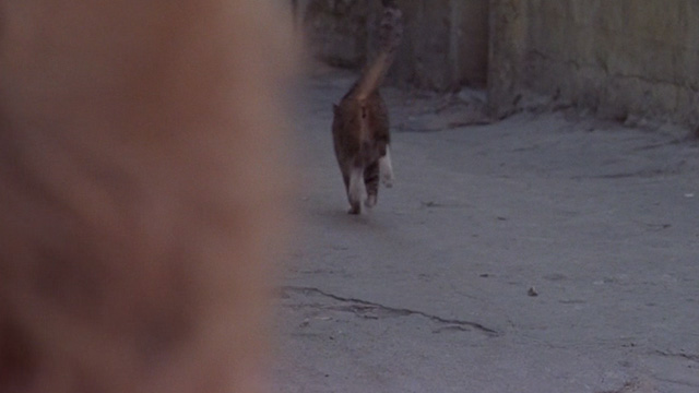 For the Love of Benji - tabby cat running away down street