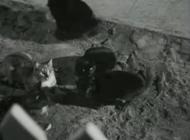 For the Love of Rusty - cats gathered outside gate