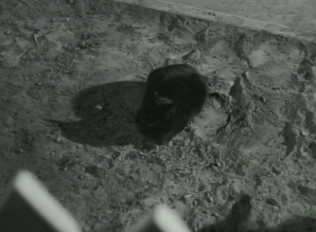 For the Love of Rusty - one black cat outside gate