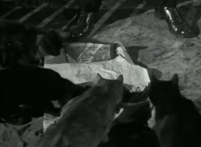 For the Love of Rusty - cats gathering to eat fish from newspaper