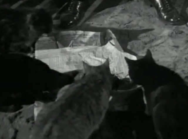 For the Love of Rusty - cats gathering to eat fish from newspaper