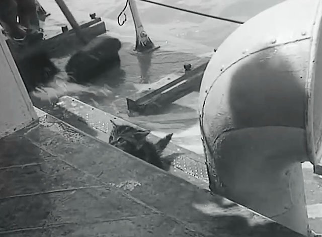 For Those in Peril - tabby kitten peeking over step on ship
