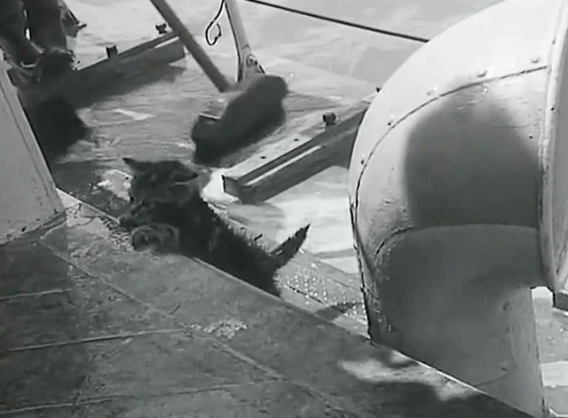 For Those in Peril - tabby kitten climbing over step on ship