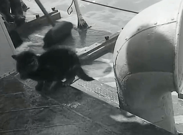 For Those in Peril - tabby kitten jumping up step on ship