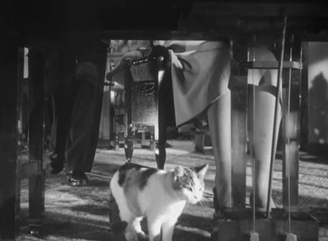 Four Days - calico tabby cat beneath piano