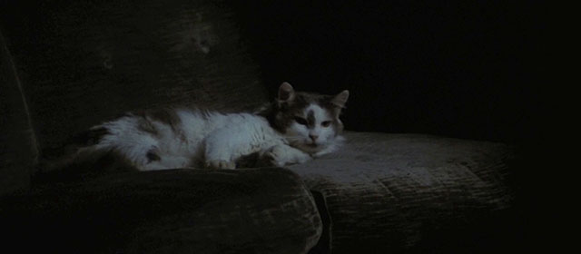 Four Flies on Grey Velvet - 4 mosche di velluto grigio - longhair grey and white cat lying on couch