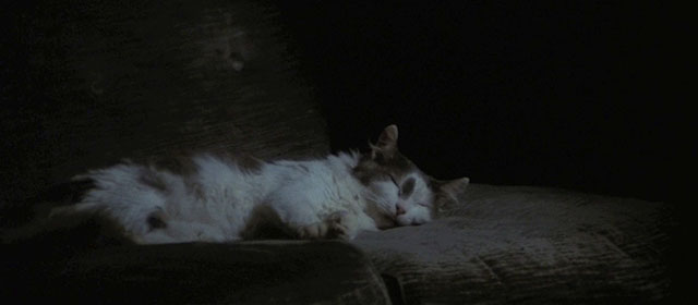 Four Flies on Grey Velvet - 4 mosche di velluto grigio - longhair grey and white cat sleeping on couch