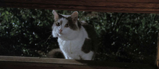 Four Flies on Grey Velvet - 4 mosche di velluto grigio - longhair grey and white cat looking in window