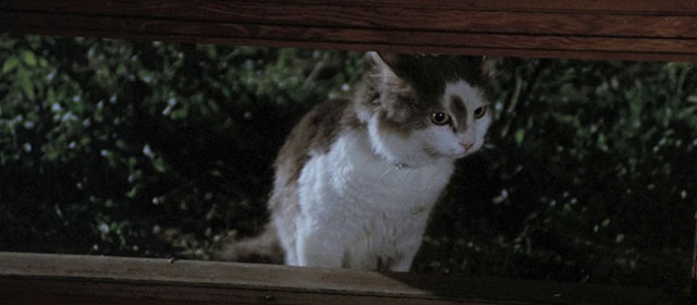 Four Flies on Grey Velvet - 4 mosche di velluto grigio - longhair grey and white cat looking in window