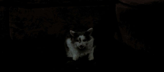 Four Flies on Grey Velvet - 4 mosche di velluto grigio - longhair grey and white cat sitting in dark