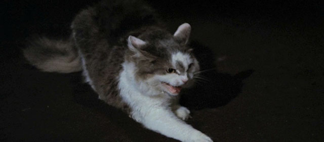 Four Flies on Grey Velvet - 4 mosche di velluto grigio - longhair grey and white cat hissing