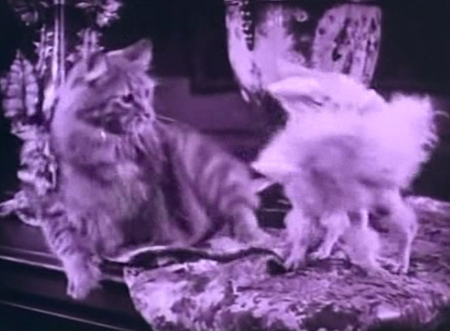 The Four Horsemen of the Apocalypse - long haired cat lying next to small poodle dog