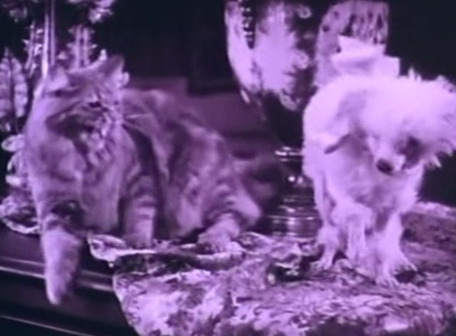 The Four Horsemen of the Apocalypse - long haired cat hissing at small poodle dog