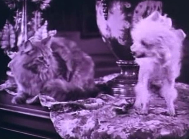 The Four Horsemen of the Apocalypse - long haired cat lying next to small poodle dog