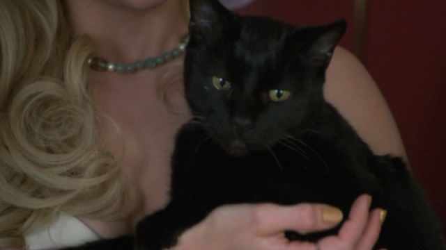 Four Rooms - close up of black cat