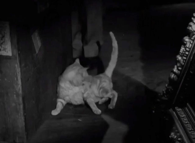 Francis in the Haunted House - ginger tabby cat Orangey on floor