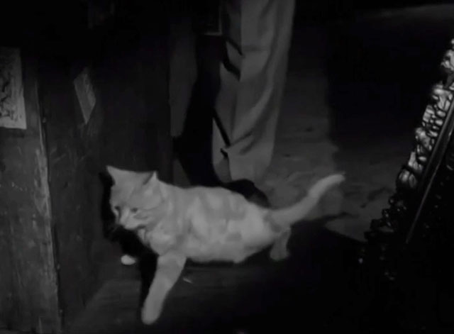 Francis in the Haunted House - ginger tabby cat Orangey being pushed by foot on floor