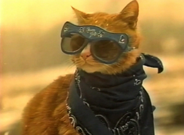 Frankie and the Wondercat - photo of Pudgie Wudgie orange tabby cat