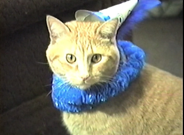 Frankie and the Wondercat - Pudgie Wudgie orange tabby cat in birthday hat