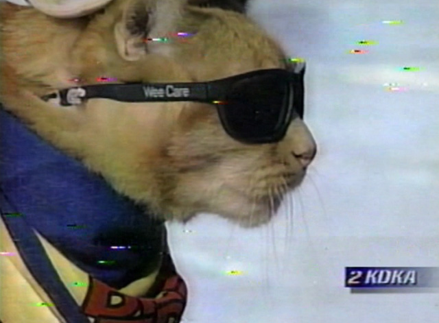 Frankie and the Wondercat - profile of Pudgie Wudgie orange tabby cat