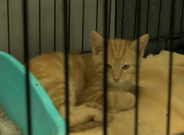 Frankie and the Wondercat - little orange tabby kitten in cage