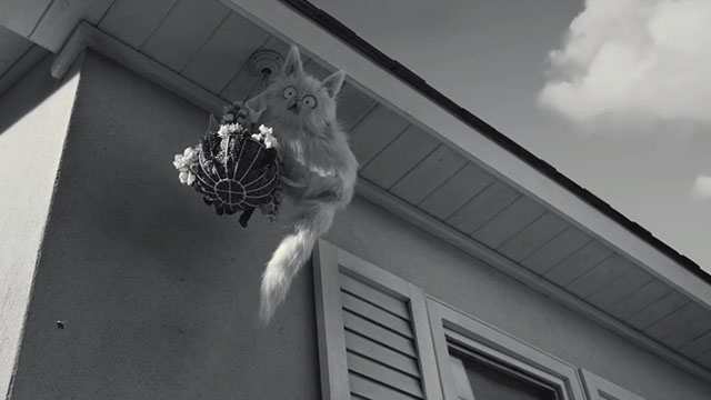 Frankenweenie - white Persian cat Mr. Whiskers climbing to roof