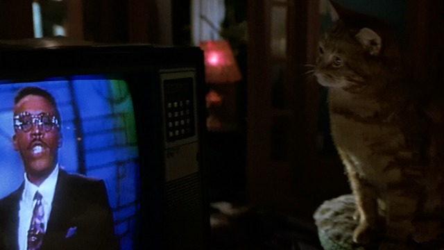 Frankie and Johnny - tabby cat watching Arsenio Hall on television