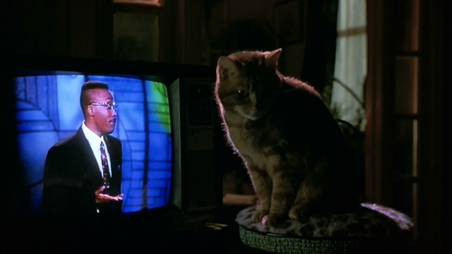 Frankie and Johnny - tabby cat sitting in front of television