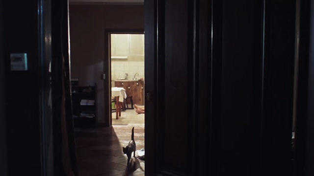 Frantic - gray cat walking towards open door of apartment