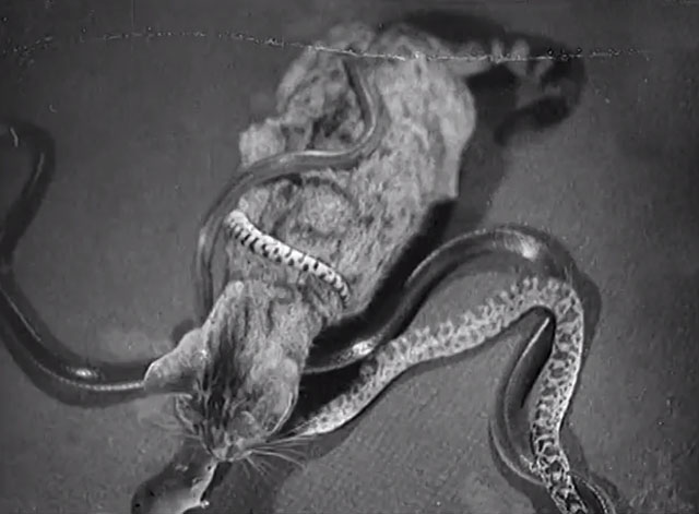 Franz Schmidt with Strange Pets - tabby cat Felix with numerous snakes one around his neck and mouse named Mickey