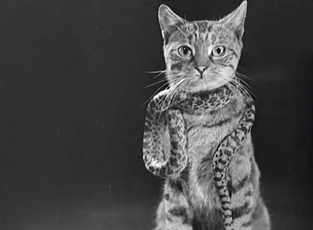 Franz Schmidt with Strange Pets - tabby cat Felix with snake around his neck