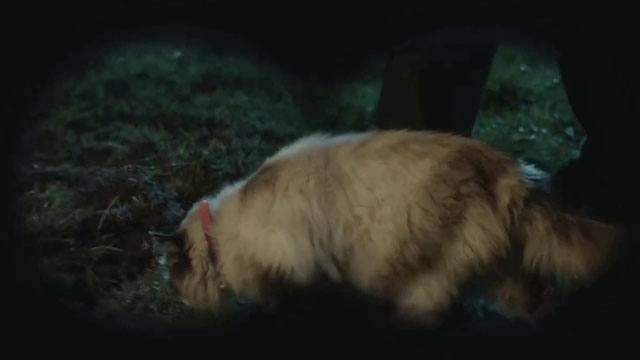 Fred 2: Nightof the Living Fred - snowshoe cat Tarzan in backyard at night