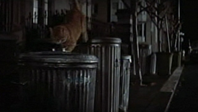 Freebie and the Bean - orange tom cat on garbage can