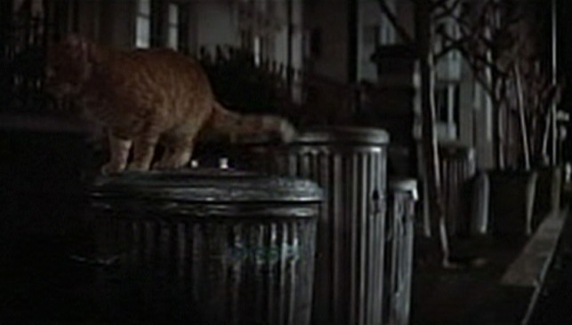 Freebie and the Bean - orange tom cat still on garbage can