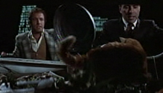 Freebie and the Bean - orange tom cat in trunk of car