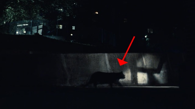 Freedomland - cat in silhouette walking on street