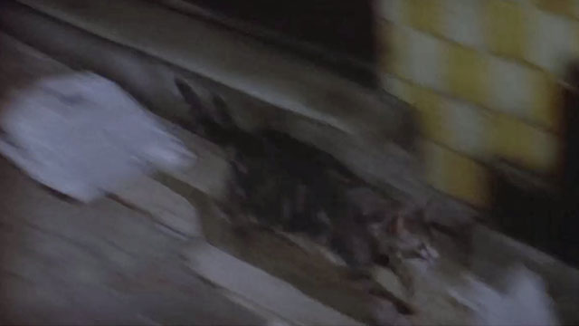 French Connection II - tabby cat running for sewer