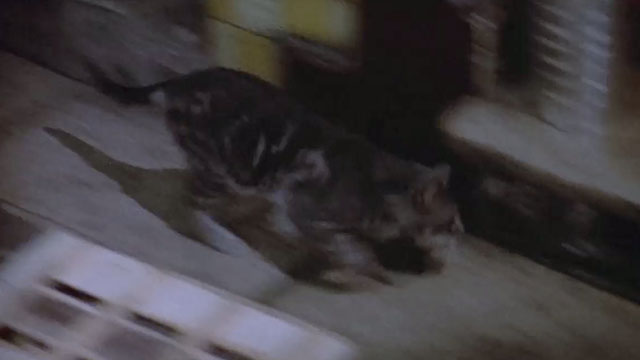 French Connection II - tabby cat running for sewer