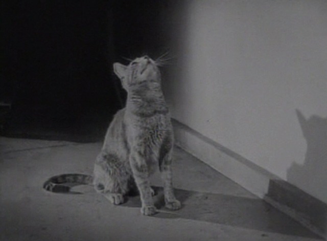 The Freshman - mama cat worries below