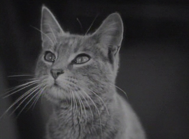 The Freshman - mama cat close up