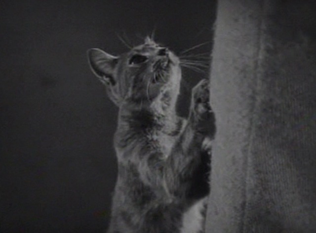 The Freshman - mama cat looking for her baby