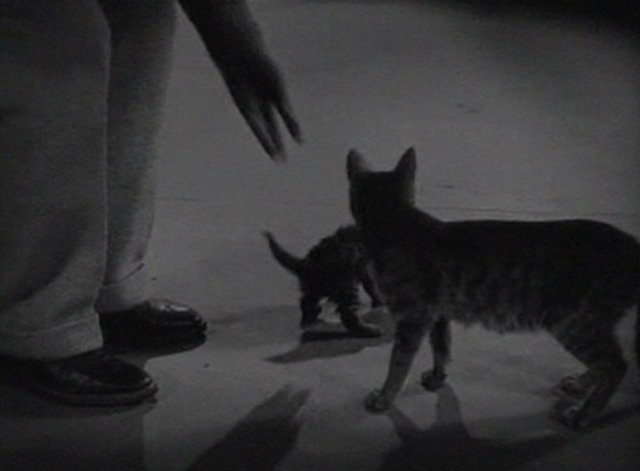 The Freshman - Harold sets kitten down on floor next to mama