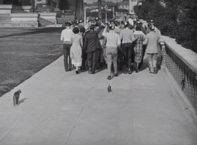 The Freshman - kitten and mama cat follow crowd for ice cream